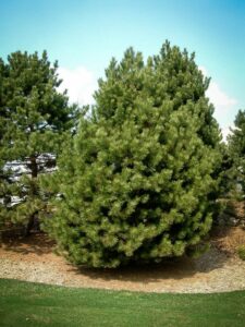 Сосна Чёрная (Pinus Nigra) купить по цене от 270.00р. в интернет-магазине «Посадика» с доставкой почтой в в Сертоловое и по всей России – [изображение №1].