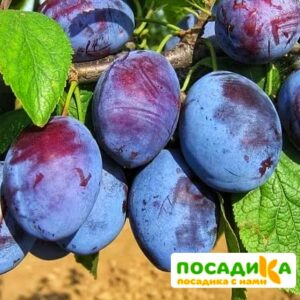 Слива Чачакская ранняя купить по цене от 229.00р. в интернет-магазине «Посадика» с доставкой почтой в в Сертоловое и по всей России – [изображение №1].