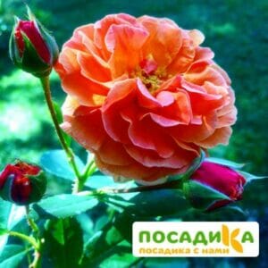 Роза Арабия купить по цене от 350.00р. в интернет-магазине «Посадика» с доставкой почтой в в Сертоловое и по всей России – [изображение №1].