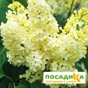 Сирень Примроуз (Primrose) купить по цене от 529.00р. в интернет-магазине «Посадика» с доставкой почтой в в Сертоловое и по всей России – [изображение №1].