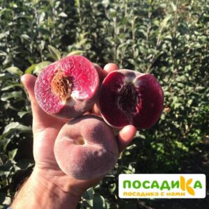 Персики с красной мякотью ЭРИТРОКАРПА купить по цене от 360р. в интернет-магазине «Посадика» с доставкой почтой в в Сертоловое и по всей России – [изображение №1].