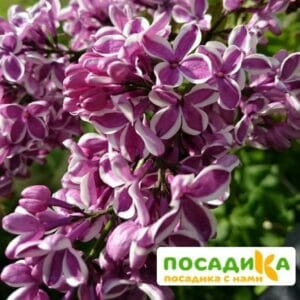 Сирень Сенсация купить по цене от 529.00р. в интернет-магазине «Посадика» с доставкой почтой в в Сертоловое и по всей России – [изображение №1].