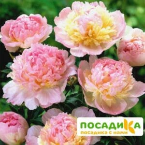 Пион Распберри Сандей (Paeonia Raspberry Sundae) купить по цене от 959р. в интернет-магазине «Посадика» с доставкой почтой в в Сертоловое и по всей России – [изображение №1].