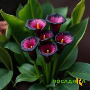 Калла Аура Лейс купить по цене от 400р. в интернет-магазине «Посадика» с доставкой почтой в в Сертоловое и по всей России – [изображение №1].