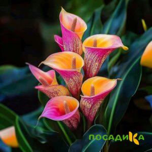 Калла Оникс купить по цене от 450р. в интернет-магазине «Посадика» с доставкой почтой в в Сертоловое и по всей России – [изображение №1].