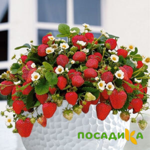 Клубника Рубиновый Шепот (горшечная) купить по цене от 240р. в интернет-магазине «Посадика» с доставкой почтой в в Сертоловое и по всей России – [изображение №1].