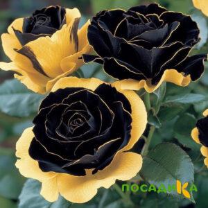 Роза Ханни Сикл купить по цене от 700р. в интернет-магазине «Посадика» с доставкой почтой в в Сертоловое и по всей России – [изображение №1].