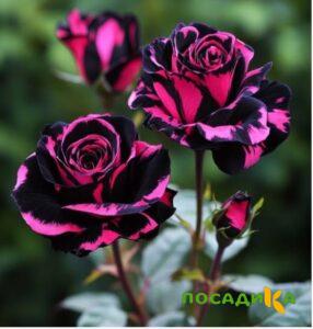 Роза Багровый Шепот купить по цене от 366р. в интернет-магазине «Посадика» с доставкой почтой в в Сертоловое и по всей России – [изображение №1].