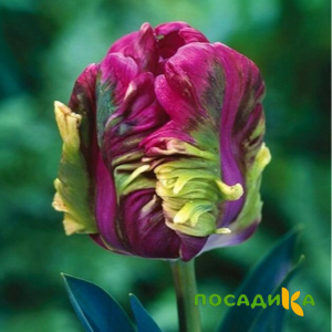 Тюльпан Экзотик Хэвен купить по цене от 186р. в интернет-магазине «Посадика» с доставкой почтой в в Сертоловое и по всей России – [изображение №1].