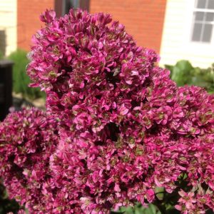 Флокс Филингс купить по цене от 329р. в интернет-магазине «Посадика» с доставкой почтой в в Сертоловое и по всей России – [изображение №1].