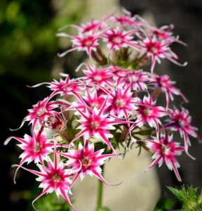 Флокс Метельчатый Путь купить по цене от 456р. в интернет-магазине «Посадика» с доставкой почтой в в Сертоловое и по всей России – [изображение №1].