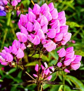 Флокс Бутоник купить по цене от 461р. в интернет-магазине «Посадика» с доставкой почтой в в Сертоловое и по всей России – [изображение №1].