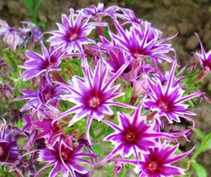 Флокс Звездное Кружево купить по цене от 361р. в интернет-магазине «Посадика» с доставкой почтой в в Сертоловое и по всей России – [изображение №1].