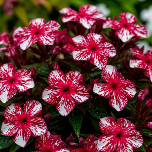 Флокс Ливер Гриммер купить по цене от 590р. в интернет-магазине «Посадика» с доставкой почтой в в Сертоловое и по всей России – [изображение №1].